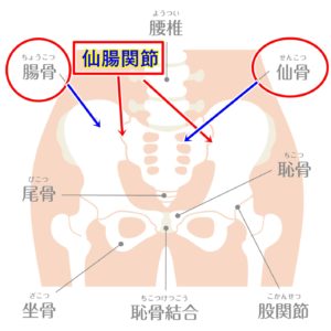 腰痛改善　仙腸関節の調整